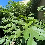 فندق Boncza