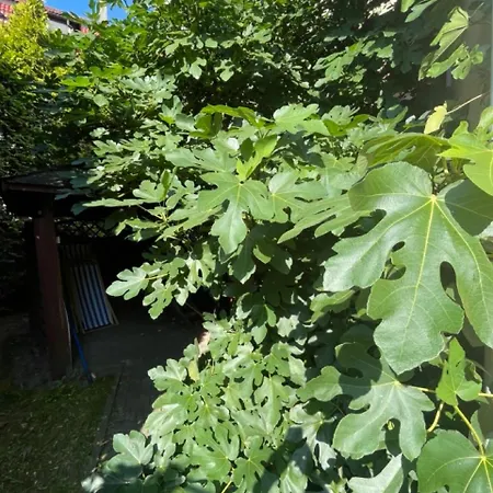 מלון Boncza שצ'צ'ין