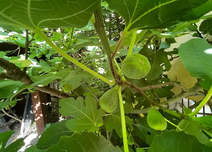 Boncza Hotel Estetino