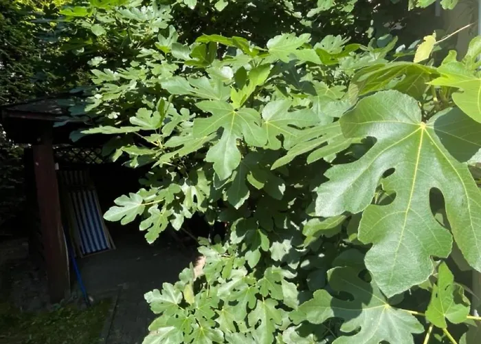 Hotel Boncza Estetino